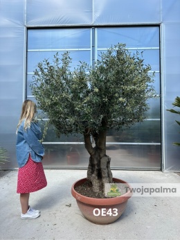 Drzewo Oliwne, Oliwka europejska (Olea europaea) wys. całkowita: ok. 230cm OE43