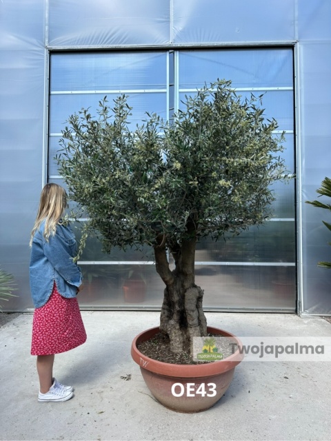 Drzewo Oliwne, Oliwka europejska (Olea europaea) wys. całkowita: ok. 230cm OE43