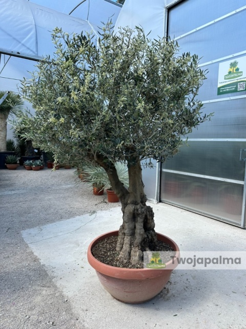 Drzewo Oliwne, Oliwka europejska (Olea europaea) wys. całkowita: ok. 230cm OE43