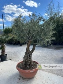Drzewo Oliwne, Oliwka europejska (Olea europaea) wys. całkowita: ok. 230cm OE43