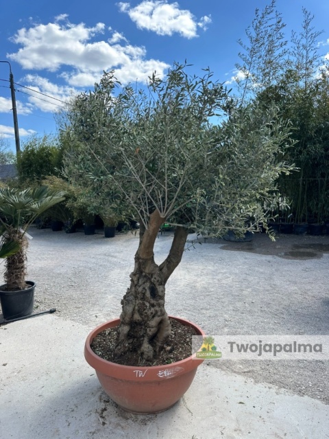 Drzewo Oliwne, Oliwka europejska (Olea europaea) wys. całkowita: ok. 230cm OE43