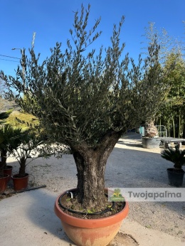 Drzewo Oliwne, Oliwka europejska (Olea europaea) wys. całkowita: ok. 250cm OE49