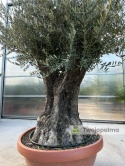 Drzewo Oliwne, Oliwka europejska (Olea europaea) wys. całkowita: ok. 250cm OE51