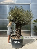 Drzewo Oliwne, Oliwka europejska (Olea europaea) wys. całkowita: ok. 250cm OE57