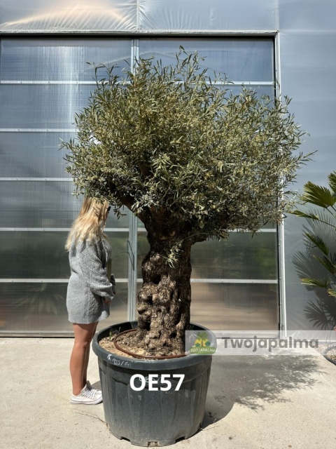 Drzewo Oliwne, Oliwka europejska (Olea europaea) wys. całkowita: ok. 250cm OE57
