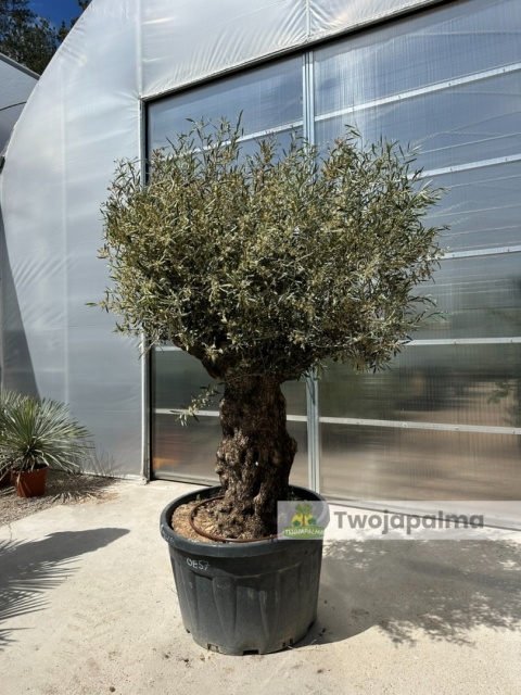 Drzewo Oliwne, Oliwka europejska (Olea europaea) wys. całkowita: ok. 250cm OE57