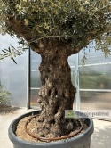 Drzewo Oliwne, Oliwka europejska (Olea europaea) wys. całkowita: ok. 250cm OE57