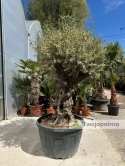 Drzewo Oliwne, Oliwka europejska (Olea europaea) wys. całkowita: ok. 250cm OE57