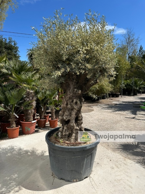 Drzewo Oliwne, Oliwka europejska (Olea europaea) wys. całkowita: ok. 250cm OE57