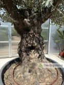 Drzewo Oliwne, Oliwka europejska (Olea europaea) wys. całkowita: ok. 260cm OE56