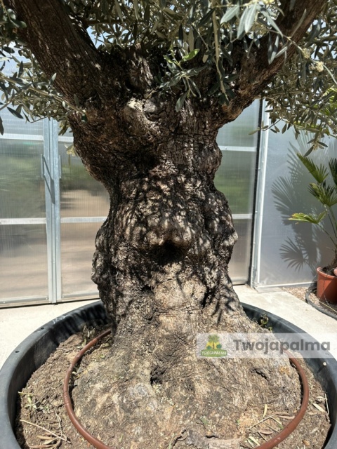 Drzewo Oliwne, Oliwka europejska (Olea europaea) wys. całkowita: ok. 260cm OE56