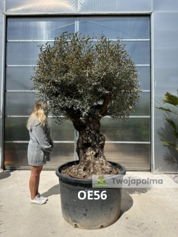 Drzewo Oliwne, Oliwka europejska (Olea europaea) wys. całkowita: ok. 260cm OE56