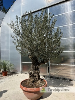 Drzewo Oliwne, Oliwka europejska (Olea europaea) wys. całkowita: ok. 270cm OE36