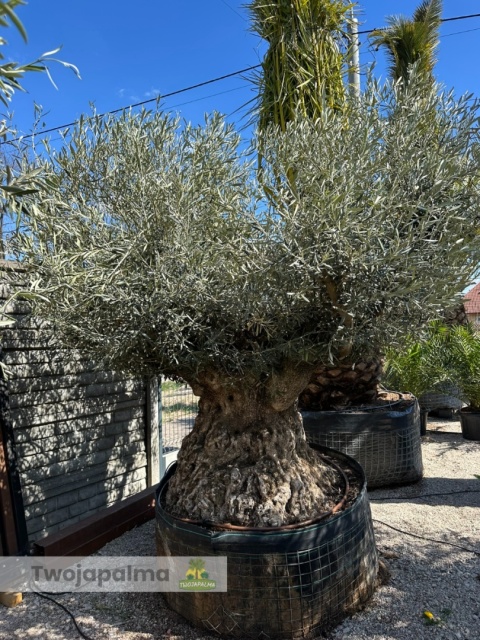 Drzewo Oliwne, Oliwka europejska (Olea europaea) wys. całkowita: ok. 270cm OEP08