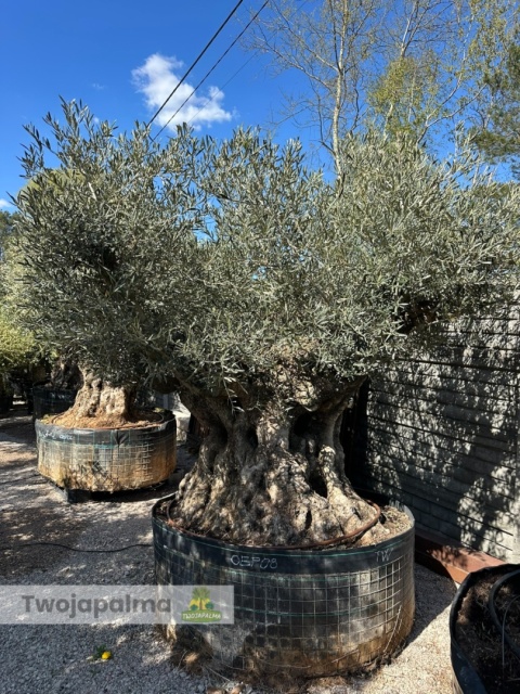 Drzewo Oliwne, Oliwka europejska (Olea europaea) wys. całkowita: ok. 270cm OEP08