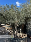 Drzewo Oliwne, Oliwka europejska (Olea europaea) wys. całkowita: ok. 270cm OEP08