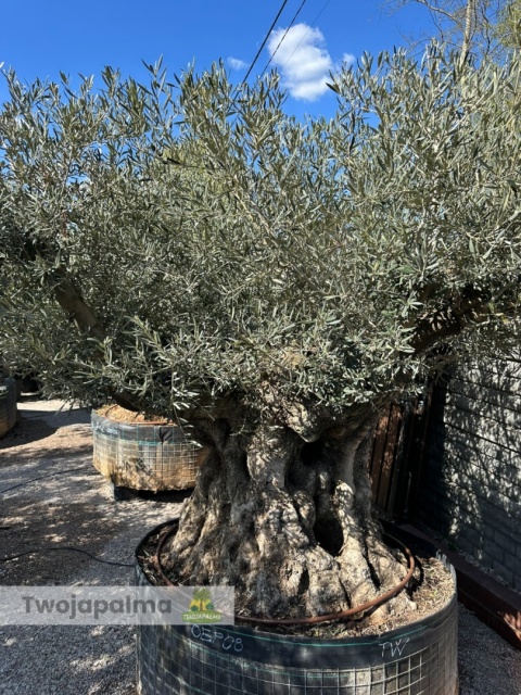 Drzewo Oliwne, Oliwka europejska (Olea europaea) wys. całkowita: ok. 270cm OEP08