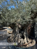 Drzewo Oliwne, Oliwka europejska (Olea europaea) wys. całkowita: ok. 270cm OEP08
