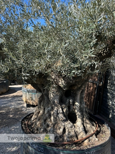 Drzewo Oliwne, Oliwka europejska (Olea europaea) wys. całkowita: ok. 270cm OEP08