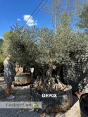 Drzewo Oliwne, Oliwka europejska (Olea europaea) wys. całkowita: ok. 270cm OEP08