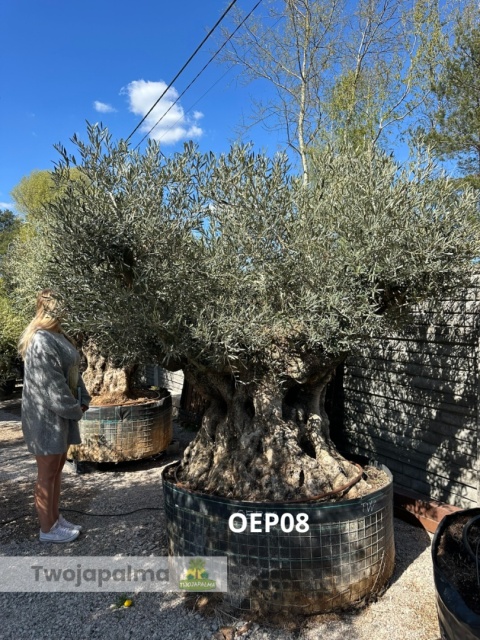 Drzewo Oliwne, Oliwka europejska (Olea europaea) wys. całkowita: ok. 270cm OEP08