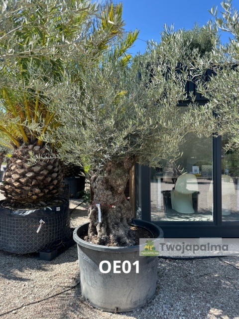 Drzewo Oliwne, Oliwka europejska (Olea europaea) wys. całkowita ok. 300cm OE01