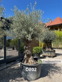 Drzewo Oliwne, Oliwka europejska (Olea europaea) wys. całkowita: ok. 300cm OE02