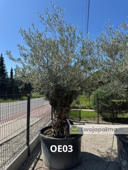 Drzewo Oliwne, Oliwka europejska (Olea europaea) wys. całkowita: ok. 300cm OE03
