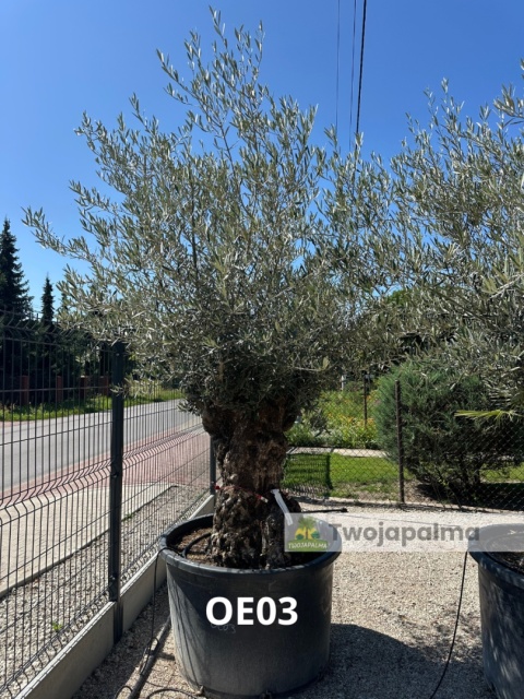 Drzewo Oliwne, Oliwka europejska (Olea europaea) wys. całkowita: ok. 300cm OE03