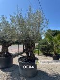 Drzewo Oliwne, Oliwka europejska (Olea europaea) wys. całkowita: ok. 300cm OE04