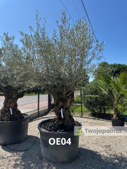 Drzewo Oliwne, Oliwka europejska (Olea europaea) wys. całkowita: ok. 300cm OE04