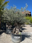 Drzewo Oliwne, Oliwka europejska (Olea europaea) wys. całkowita: ok. 300cm OE06