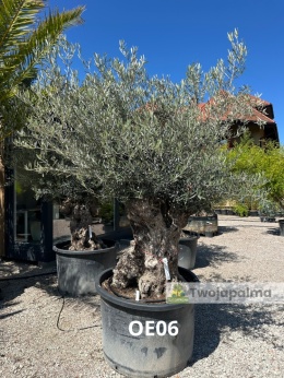Drzewo Oliwne, Oliwka europejska (Olea europaea) wys. całkowita: ok. 300cm OE06