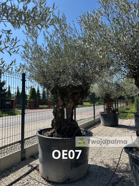 Drzewo Oliwne, Oliwka europejska (Olea europaea) wys. całkowita: ok. 300cm OE07