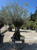 Drzewo Oliwne, Oliwka europejska (Olea europaea) wys. całkowita: ok. 300cm OE08