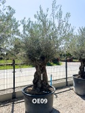 Drzewo Oliwne, Oliwka europejska (Olea europaea) wys. całkowita: ok. 300cm OE09