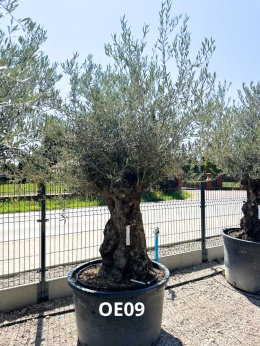 Drzewo Oliwne, Oliwka europejska (Olea europaea) wys. całkowita: ok. 300cm OE09