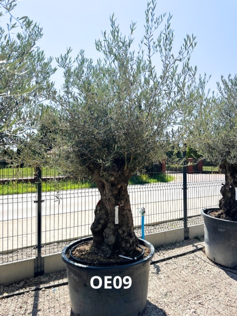 Drzewo Oliwne, Oliwka europejska (Olea europaea) wys. całkowita: ok. 300cm OE09