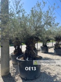 Drzewo Oliwne, Oliwka europejska (Olea europaea) wys. całkowita: ok. 300cm OE13