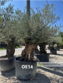 Drzewo Oliwne, Oliwka europejska (Olea europaea) wys. całkowita: ok. 300cm OE14