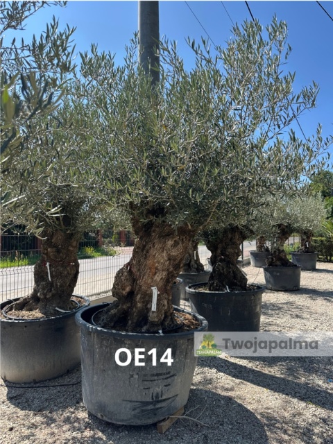 Drzewo Oliwne, Oliwka europejska (Olea europaea) wys. całkowita: ok. 300cm OE14