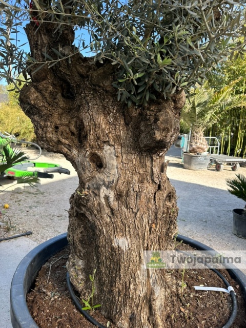 Drzewo Oliwne, Oliwka europejska (Olea europaea) wys. całkowita: ok. 300cm OE46