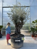 Drzewo Oliwne, Oliwka europejska (Olea europaea) wys. całkowita: ok. 300cm OE46