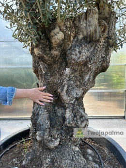 Drzewo Oliwne, Oliwka europejska (Olea europaea) wys. całkowita: ok. 300cm OE46
