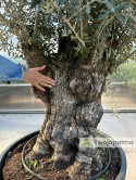 Drzewo Oliwne, Oliwka europejska (Olea europaea) wys. całkowita: ok. 300cm OE48