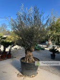 Drzewo Oliwne, Oliwka europejska (Olea europaea) wys. całkowita: ok. 300cm OE48