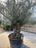 Drzewo Oliwne, Oliwka europejska (Olea europaea) wys. całkowita: ok. 300cm OE48