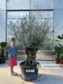 Drzewo Oliwne, Oliwka europejska (Olea europaea) wys. całkowita: ok. 300cm OE48