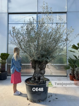 Drzewo Oliwne, Oliwka europejska (Olea europaea) wys. całkowita: ok. 300cm OE48
