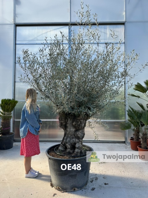 Drzewo Oliwne, Oliwka europejska (Olea europaea) wys. całkowita: ok. 300cm OE48
